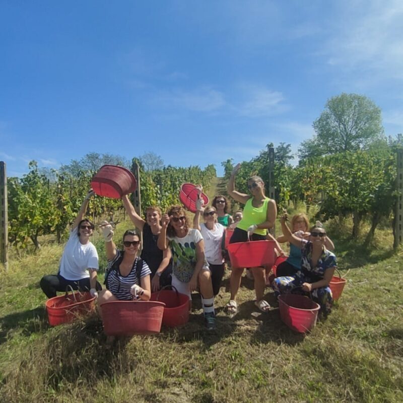 Persone con secchi per la raccolta dell'uva durante la vendemmia turistica