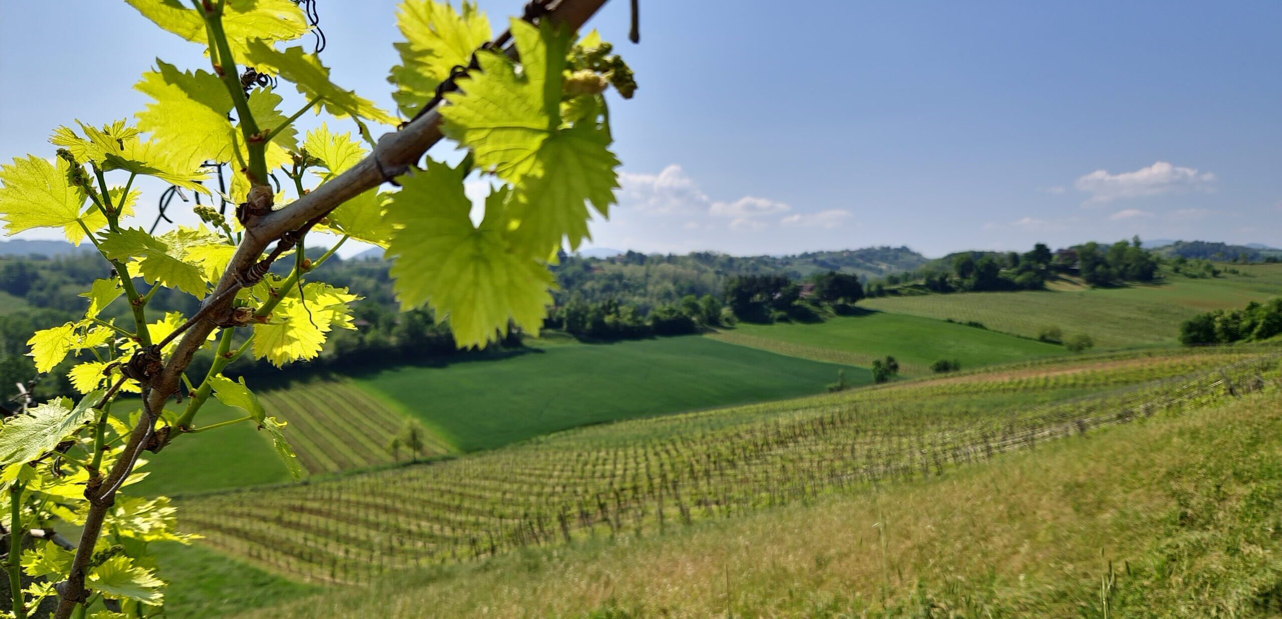 Vendemmia con Picnic Chic