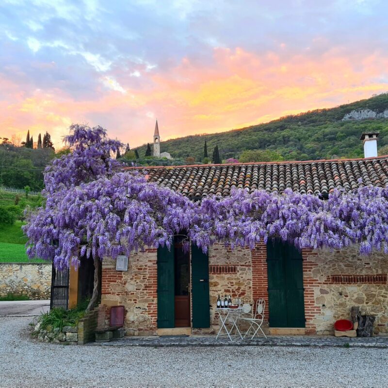 Glicine in fiore in villa storica veneta