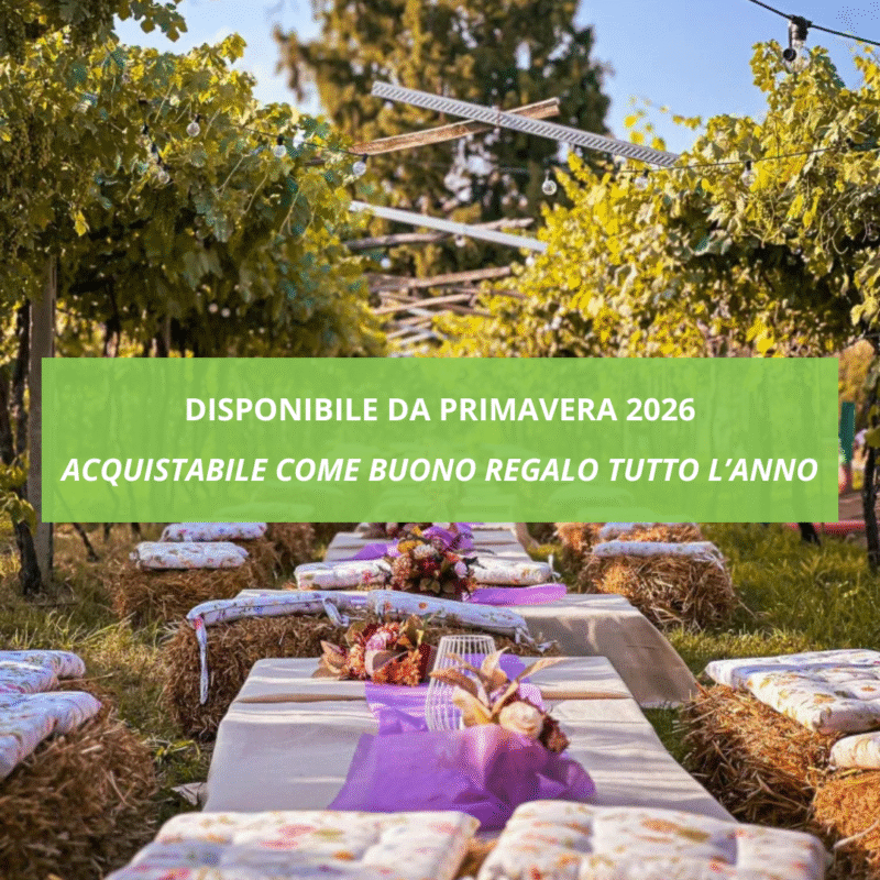 Picnic in Vigna nei Colli della Valpolicella