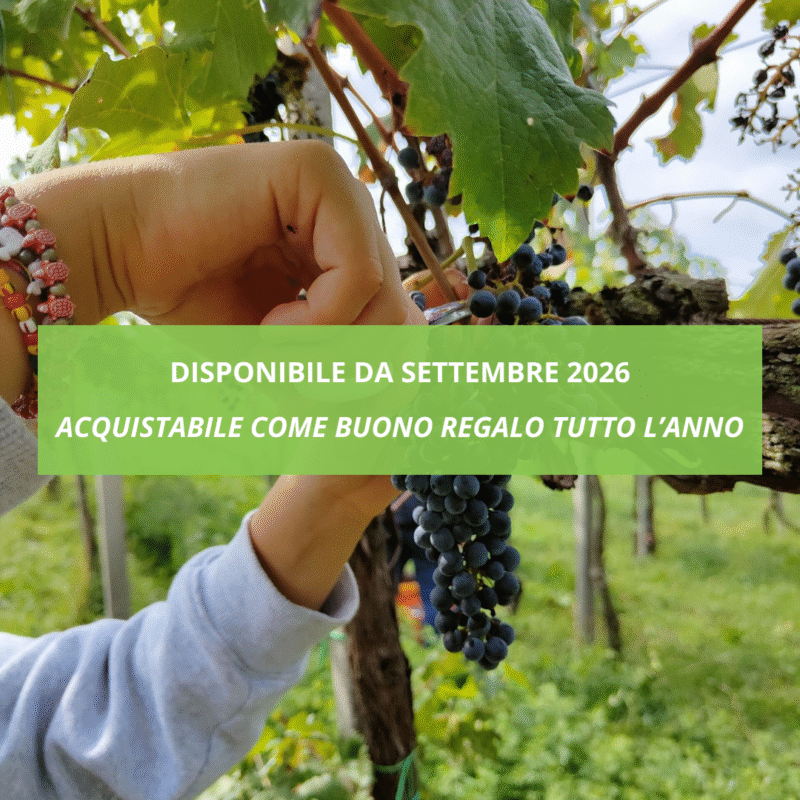 Vendemmia in Franciacorta