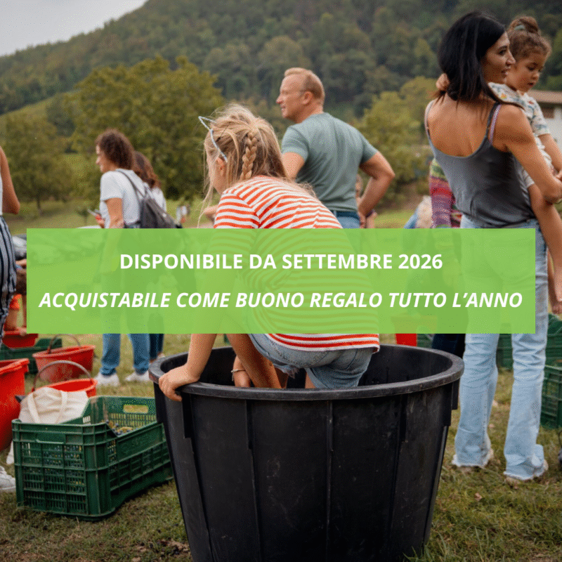 Vendemmia e Pigiatura dell'Uva con Picnic in Vigna in Oltrepò Pavese