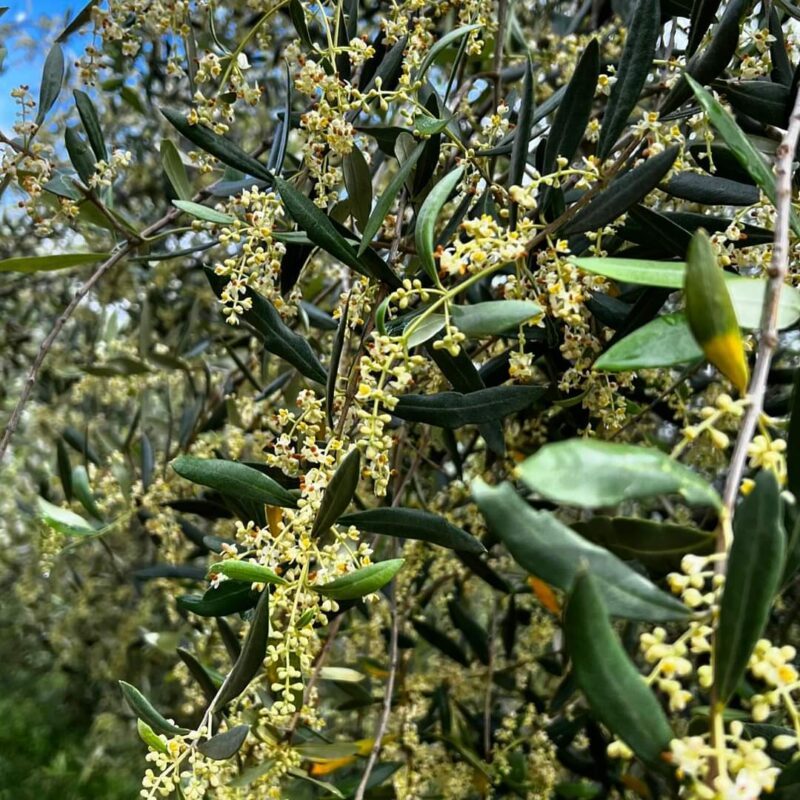 Uva raccolta durante vendemmia