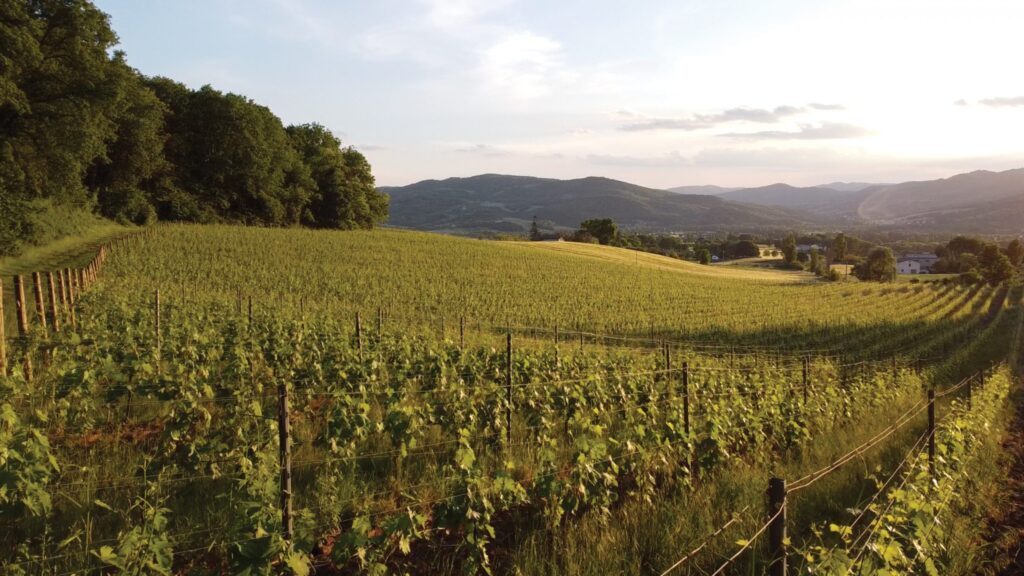 Vigne in provincia di Perugia