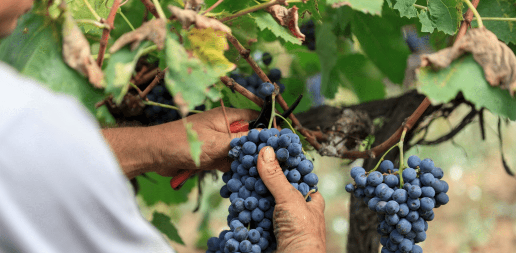 Uva durante la vendemmia in Umbria