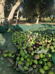 raccolte delle olive