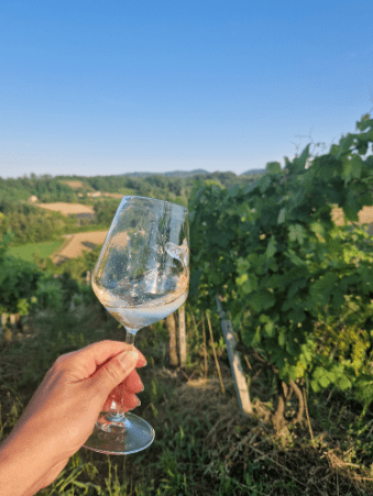 Calice di vino di fronte a vigneti per festa della vendemmia