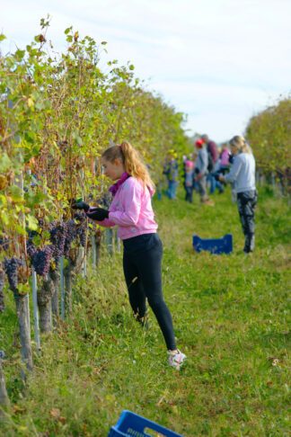vendemmiatore ragazza che raccoglie uva durante la vendemmia in Piemonte