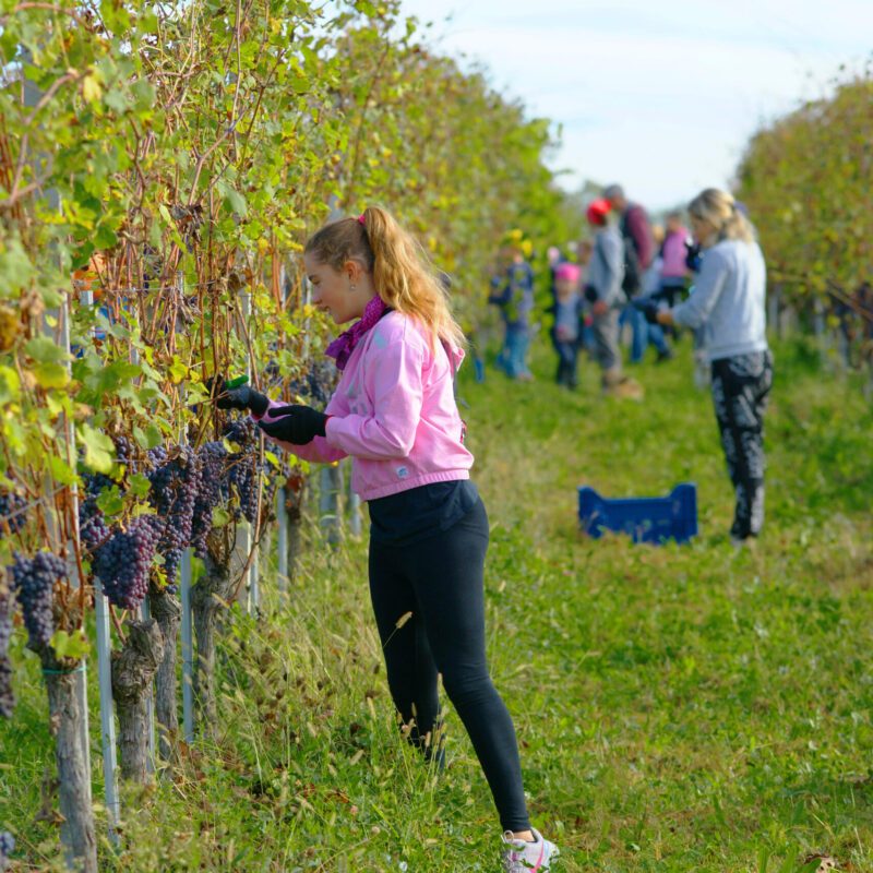 vendemmiatore ragazza che raccoglie uva durante la vendemmia in Piemonte