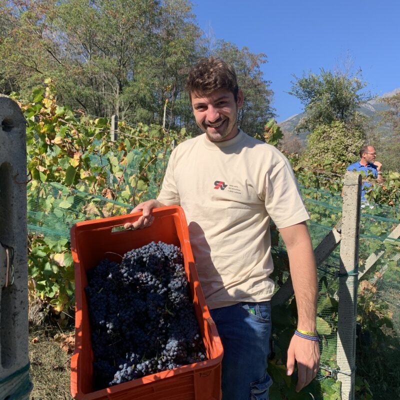 Vendemmia col Vignaiolo in Valle d'Aosta