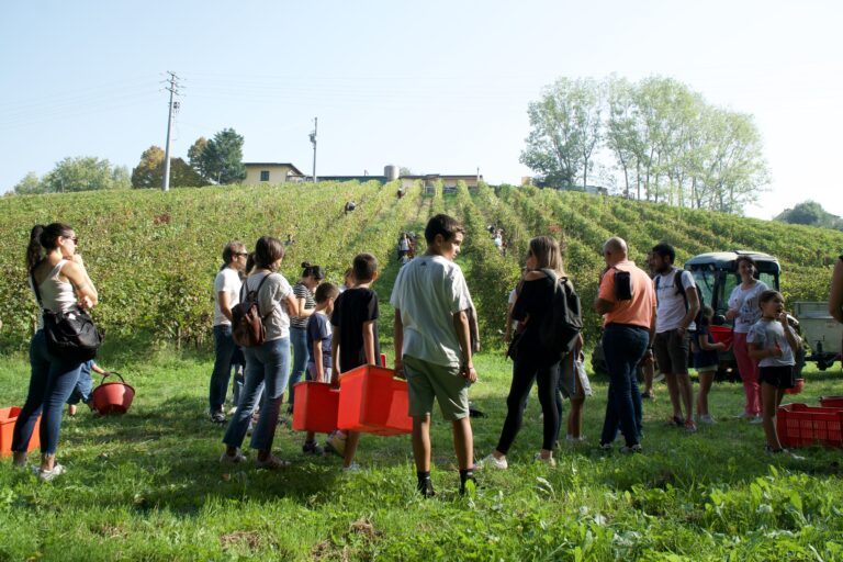 Vendemmia in Franciacorta