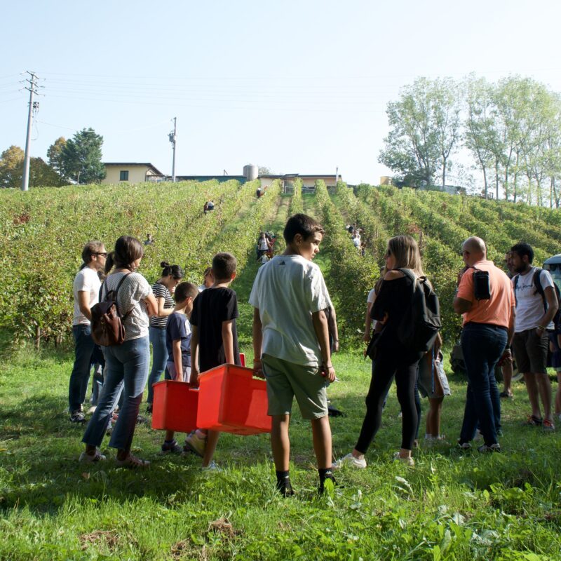 Persone che fanno vendemmia a Milano