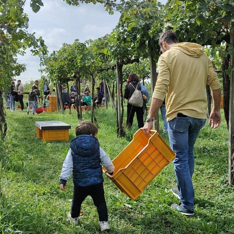 Papà e figlio durante la vendemmia e pigiatura dell'uva