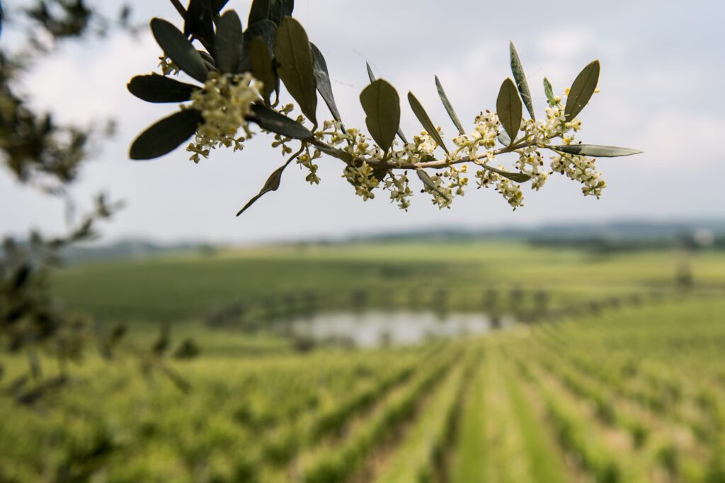 Vigneti sulle colline moreniche in provincia di Brescia