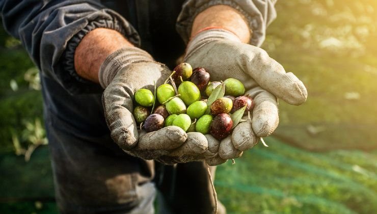 grigliata e raccolta di olive 6