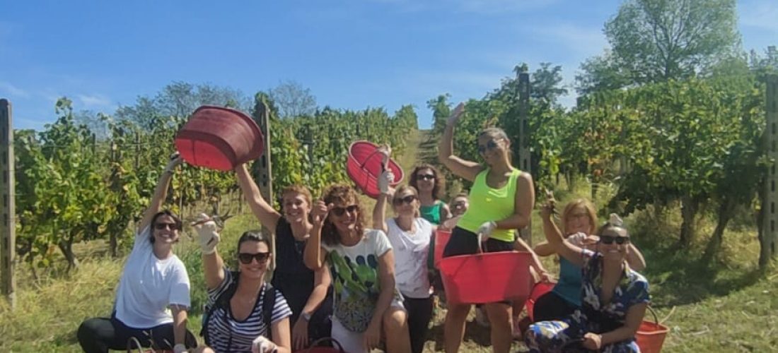 Persone con secchi per la raccolta dell'uva durante la vendemmia turistica