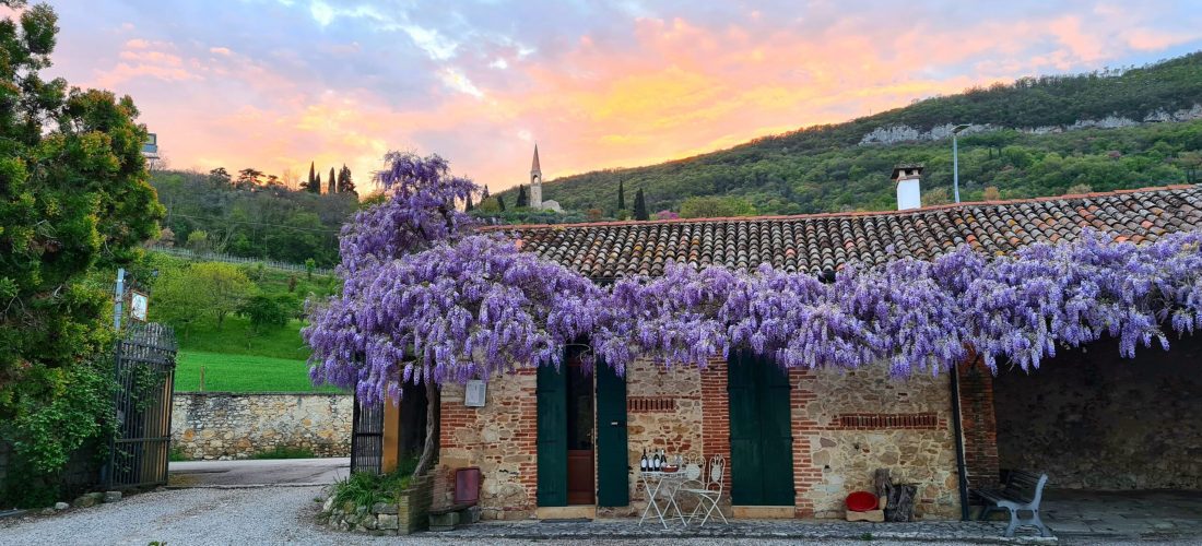 Glicine in fiore in villa storica veneta