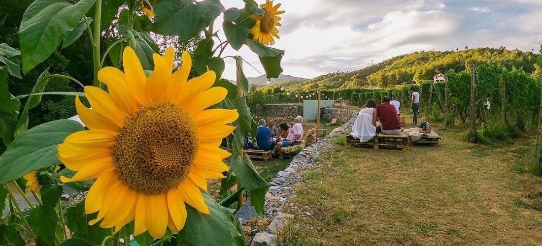 Degustazione tra le Vigne al Tramonto