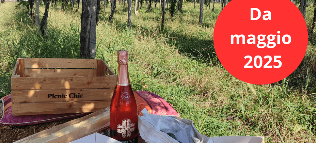 picnic con prodotti tipici sui colli di Bergamo di fronte ai filari di vite