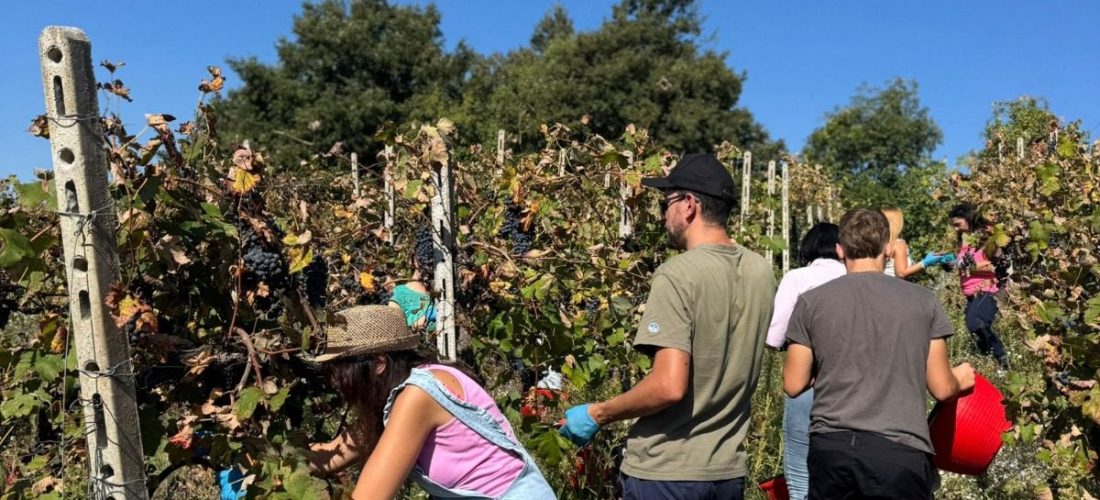 Festa della vendemmia Spirito Libero