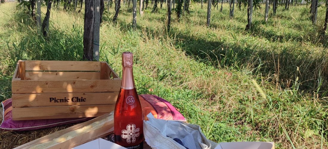 picnic con prodotti tipici sui colli di Bergamo di fronte ai filari di vite