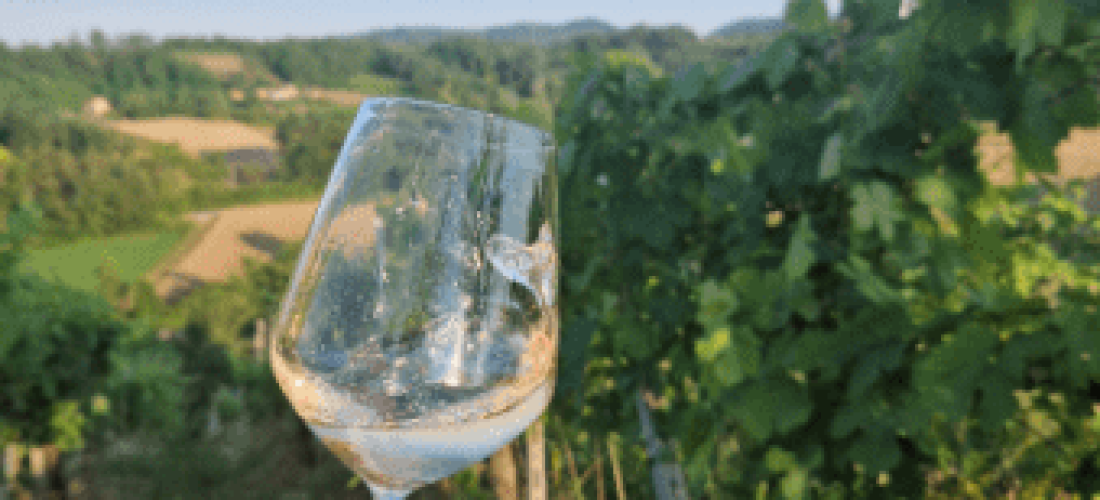 Calice di vino di fronte a vigneti per festa della vendemmia