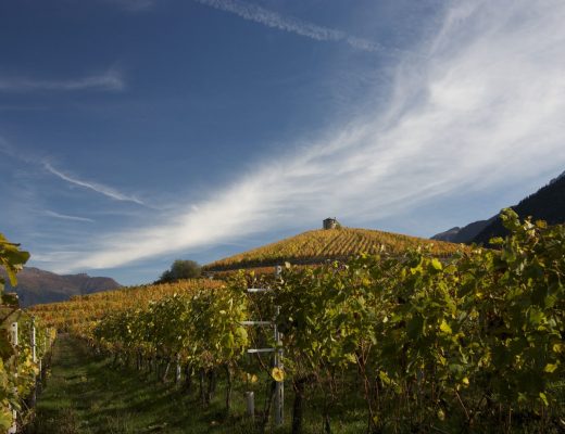 Vigneto Coteau la tour in valle d'aosta