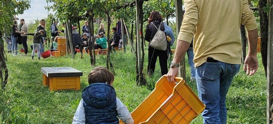 Papà e figlio durante la vendemmia e pigiatura dell'uva