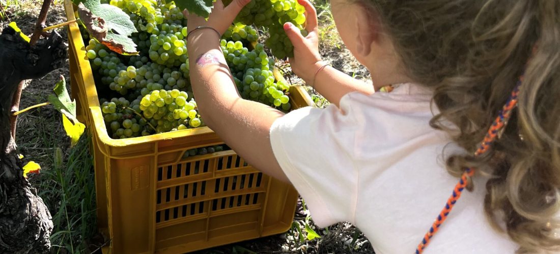 Vendemmia Didattica con Picnic in Vigna sul Lago di Garda