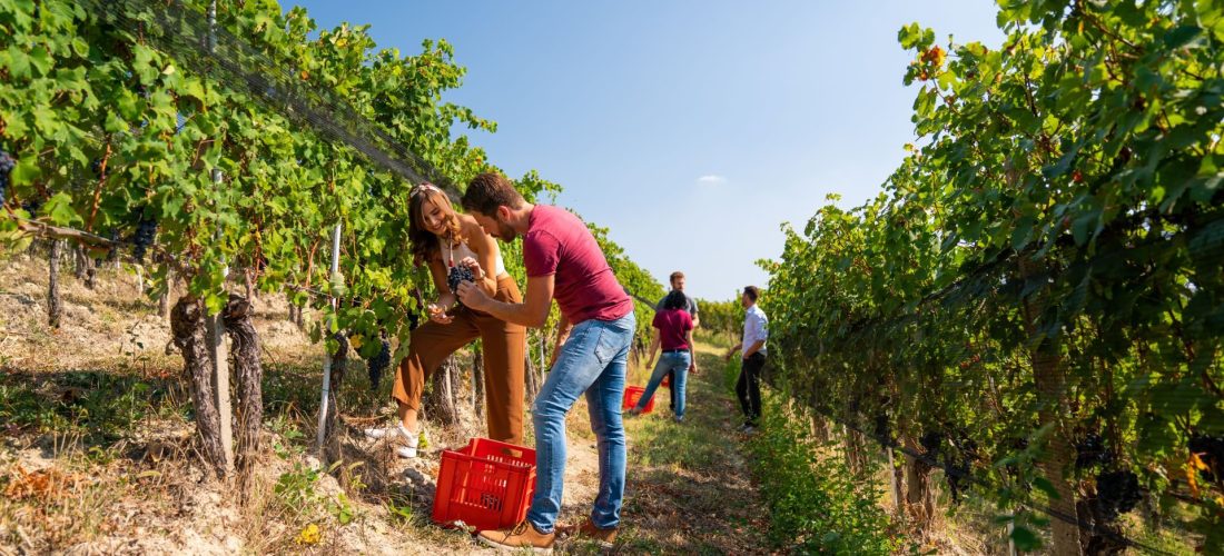 Vendemmia_Didattica_Langhe_Mikael Masoero_Archivio Ente Turismo LMR_1