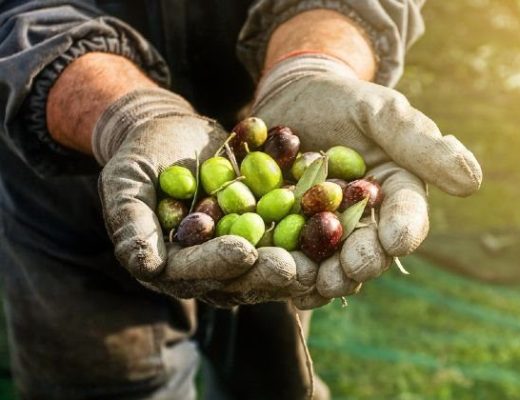 grigliata e raccolta di olive 6