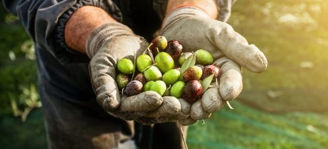 grigliata e raccolta di olive 6