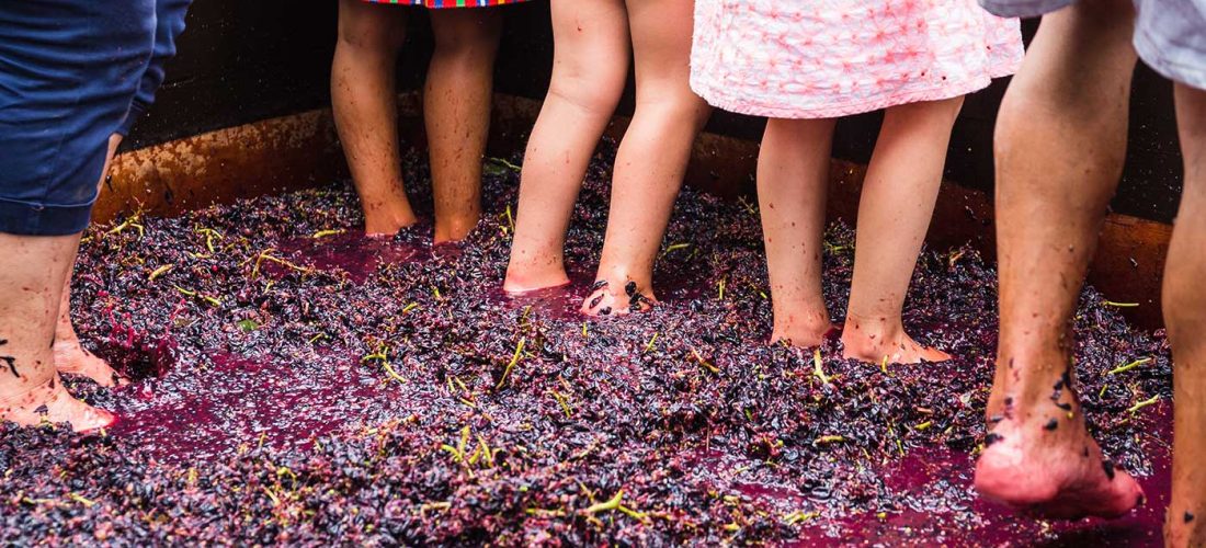 Vendemmia Didattica con Pranzo in Vigna in Oltrepo Pavese